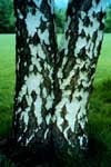 Bark of European white birch