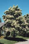 A northern catalpa