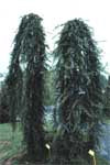 Deodar Cedar - Pendula Cultivar