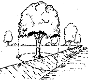 Danger of removing soil necessary for the root system to thrive.