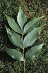 Leaf of a green ash