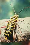 Locust borer