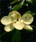 Southern Magnolia, magnolia grandiflora