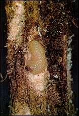 White pine weevil larva in chip cocoon