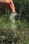 Light, fluffy seed of the quaking aspen