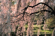 Weeping Cherry