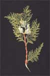 Oriental Arborvitae - Leaf