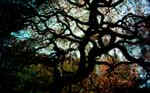 Dense branches of an oak