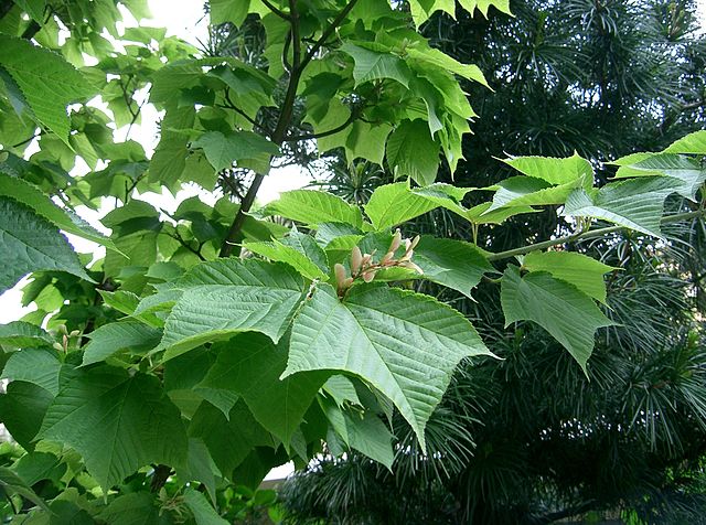 Ginko Biloba Extract (Maidenhair Tree, Ginkgo Biloba Leaf, Kew Tree,  Japanese Silver Apricot) at best price in New Delhi