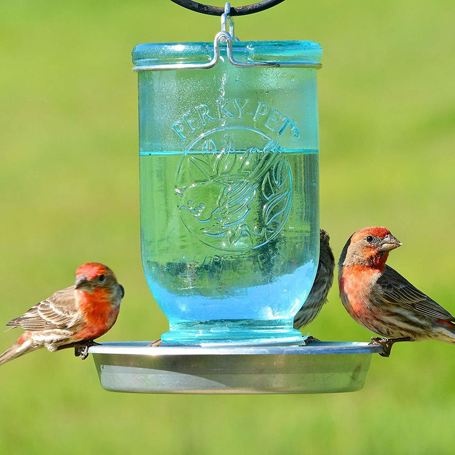  Bird Water Cooler