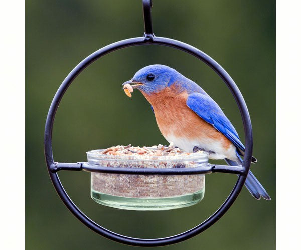 Perky Pet Water Cooler Bird Waterer