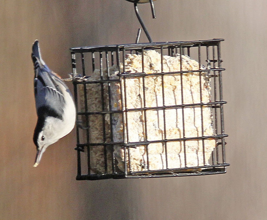 Perky-Pet® Water Cooler Bird Waterer