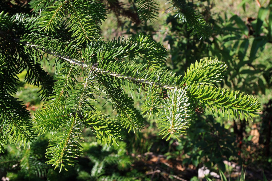 Buy Abies fraseri: Fraser Fir Seeds Online in USA, Abies fraseri: Fraser Fir  Seeds Price