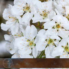 Viele weiße Blumen - Bewusst-seins-kreis