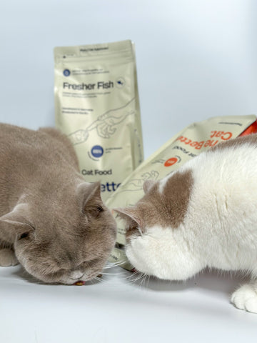 Katzen essen Trockenfutter von TheBetterCat