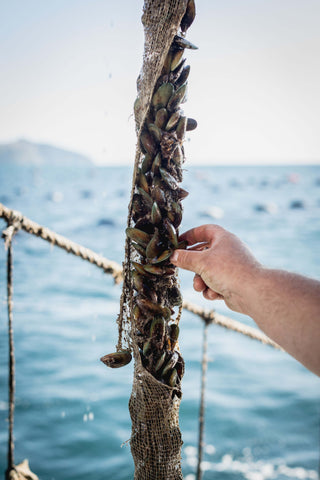 Mussels hanging on a rope ready to harvest