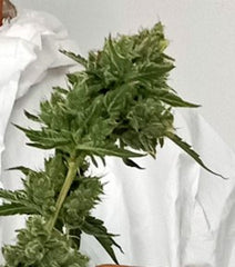 Cannabis flower