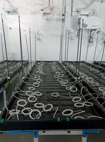 Hydroponic irrigation system uses water sanitised with DX50 chlorine dioxide