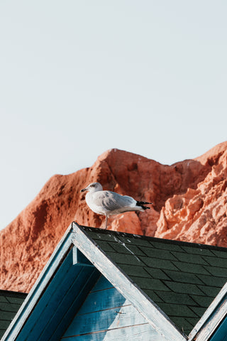 Bird sitting on a roof with bird poo