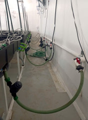 Hydroponic irrigation system uses water sanitised with DX50 chlorine dioxide