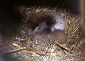 Red Panda Cubs at Paradise Park