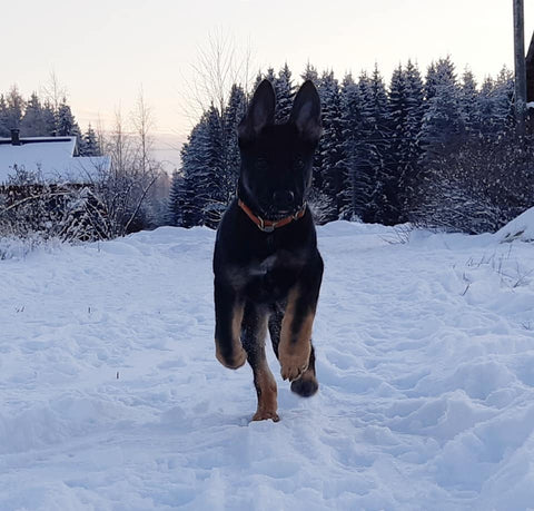 Pentukoulu luoksetulo ja aktiivisuuden opettaminen