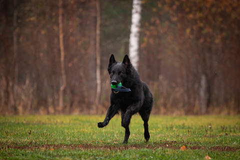 Millaista koiran kasvattaminen on?