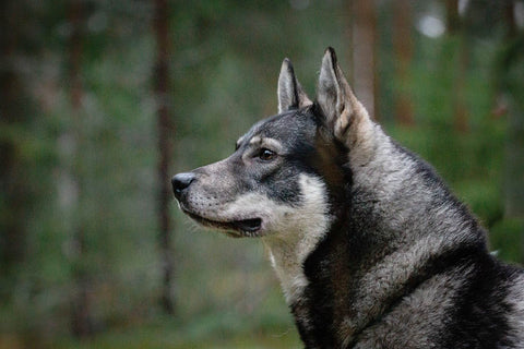 Kuka sopii kasvattajaksi?