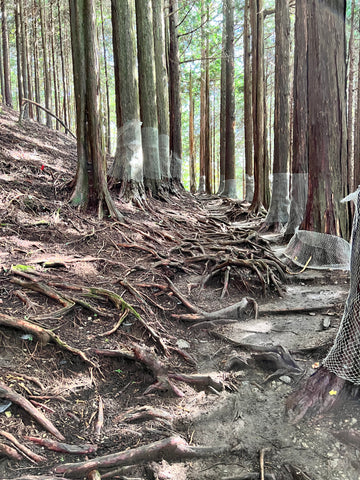 奥宮参道の山道