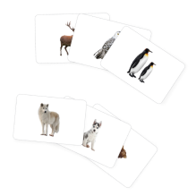 Arctic animals FC 1.png__PID:061a2fc5-317e-418b-bd5b-3b4a1a5b6568