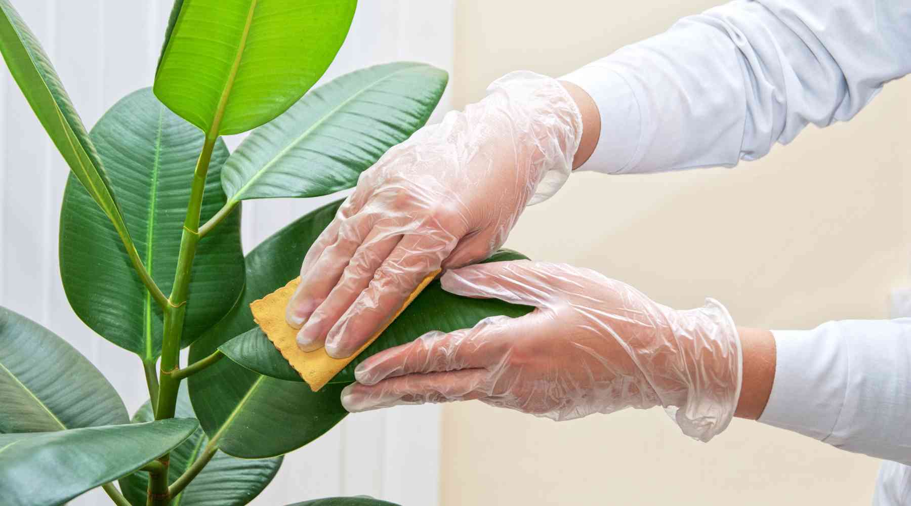 Ficus plant care guide