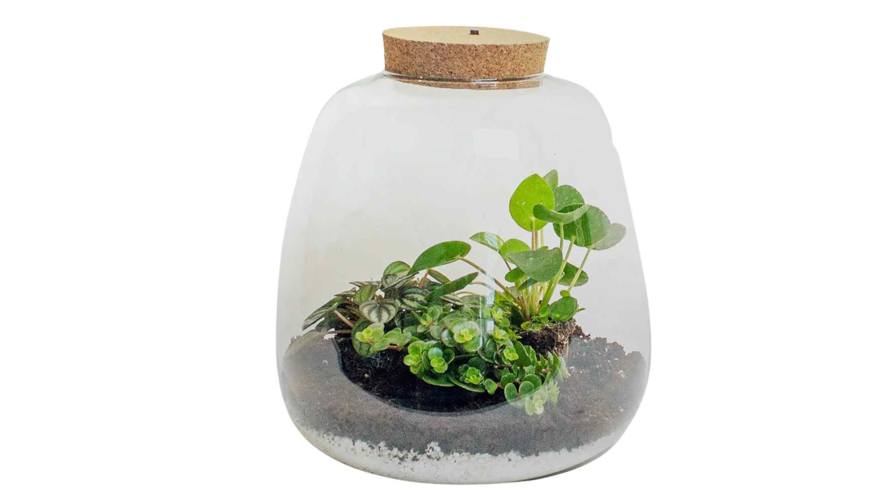 Plant Terrariums Make the Perfect Gift – Here's Why – Bloombox Club Ireland