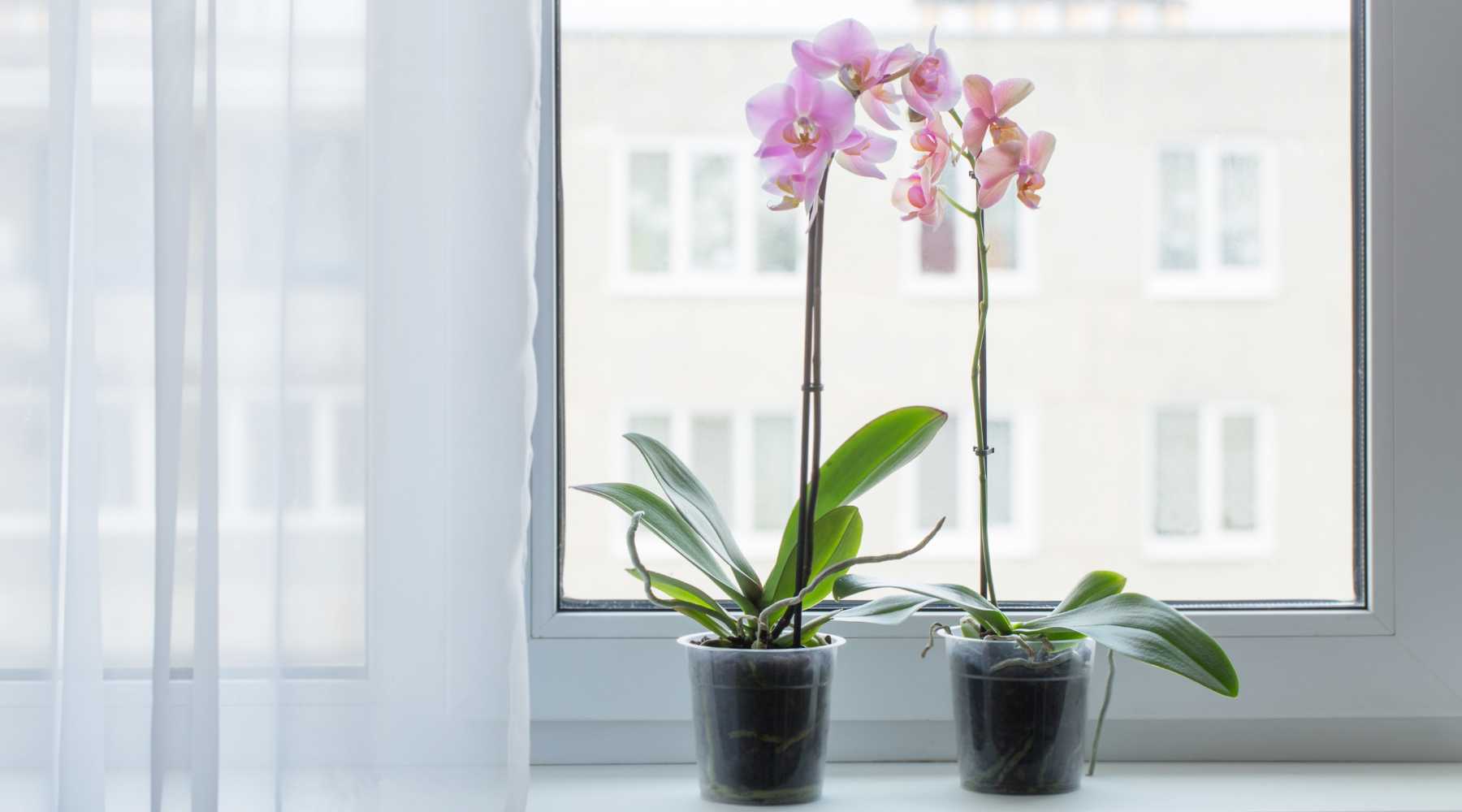 Orchid Care For Beginners