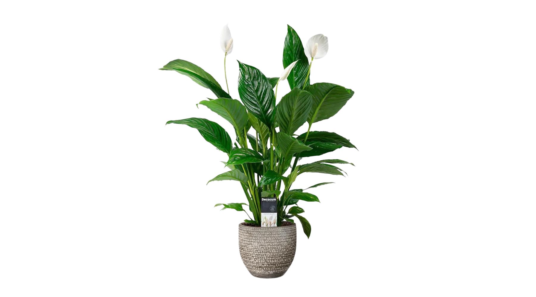 Peace Lily