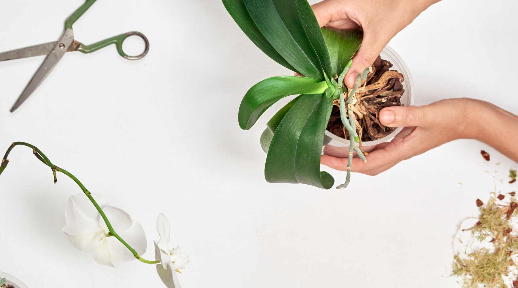 How do I re-pot an Orchid? How do I know when to re-pot it?
