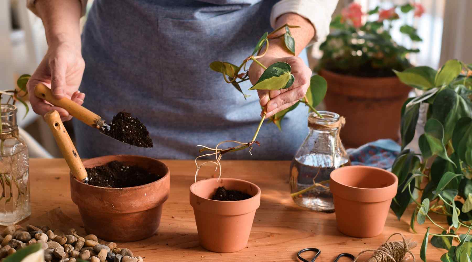 repotting golden pothos