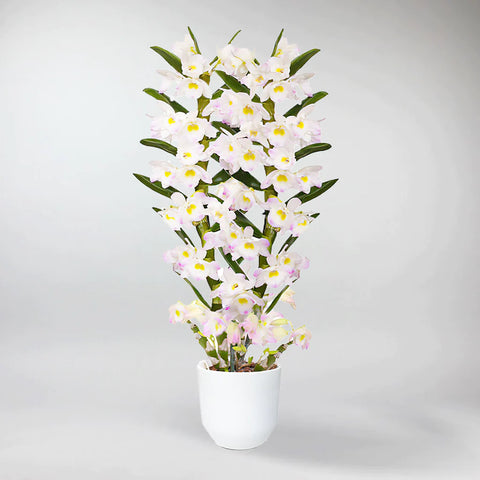 dendobrium bamboo orchid kumiko plant ireland