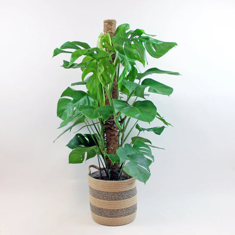 swiss cheese plant monstera with delivery in ireland