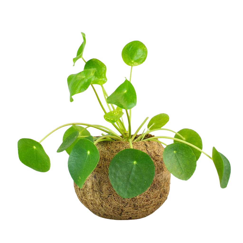 Green Plants Kokodama Bundle | Bloombox Club – Bloombox Club Ireland