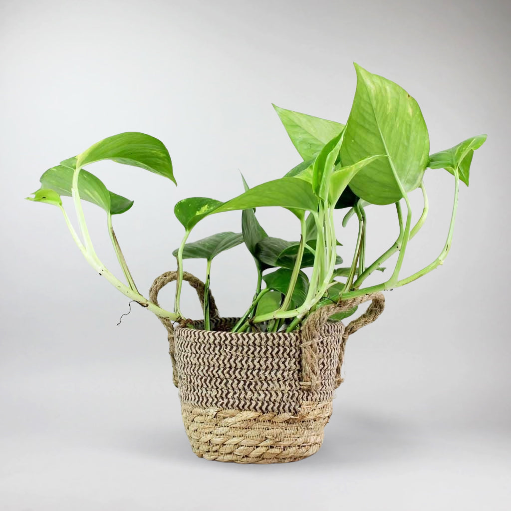 Golden Pothos | Epipremnum aureum - Bloombox Club Ireland product image