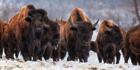 Bison