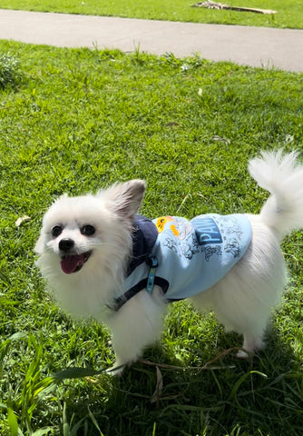 smiling dog in the park