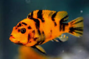 Zebra OB Cichlid - Danaqua Live Fish & More