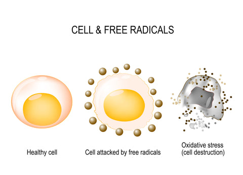 antioxidant. Oxidative stress. Free radicals. Cell damage. Oxidative stress in skin cells