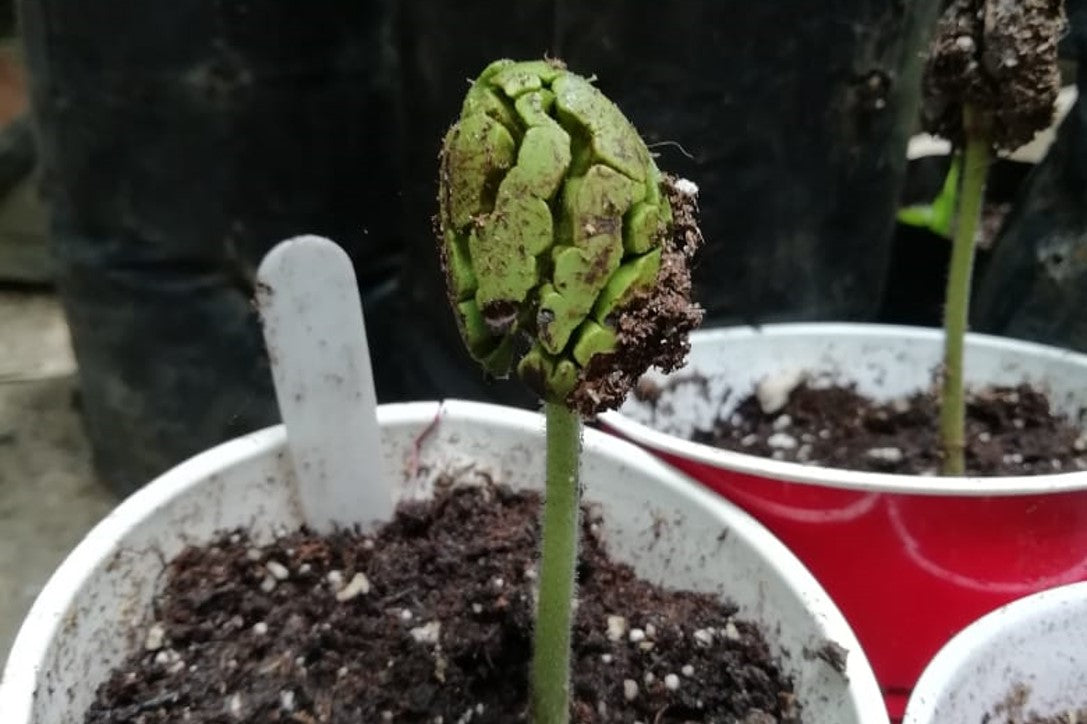 Cacao sprout