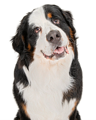 Bernese Mountain Dog Breed