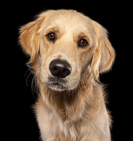 Golden Retriever Dog