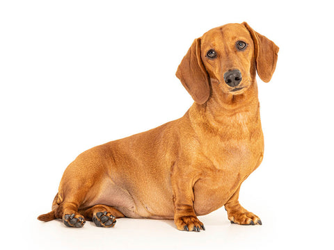 Dachshund Dog