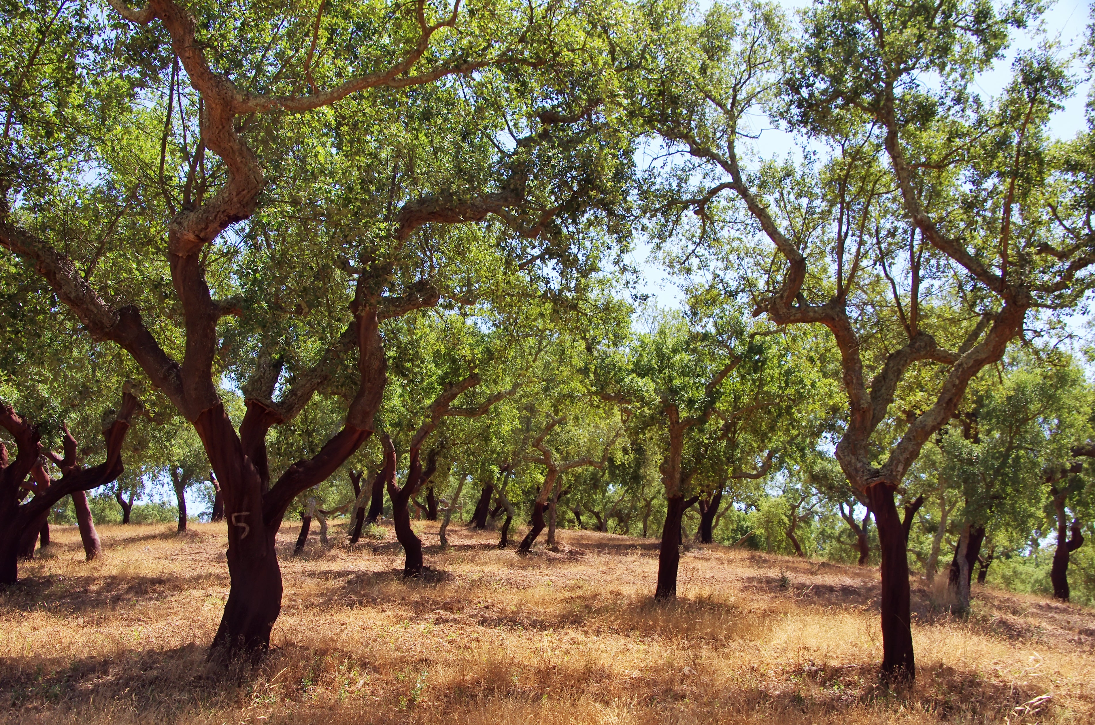 cork trees in portugal
