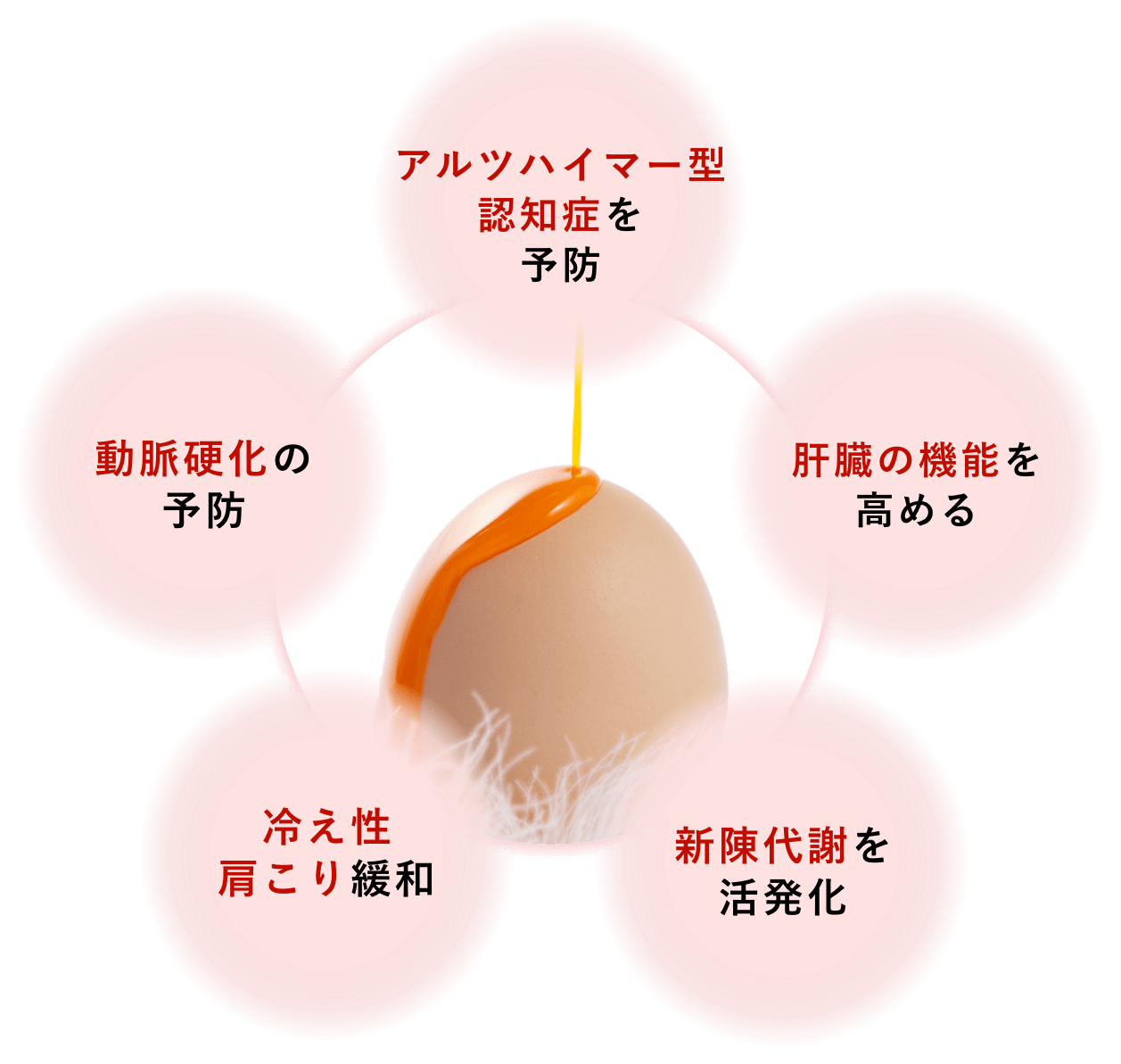 アルツハイマー型 認知症を 予防 肝臓の機能を 高める 新陳代謝を 活発化 冷え性 肩こり緩和 動脈硬化の 予防